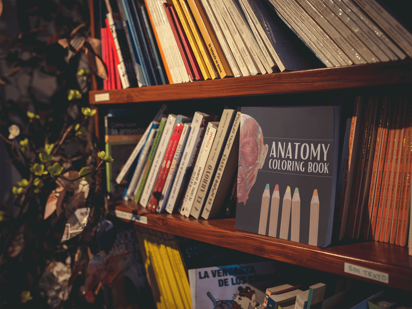 Anatomy Coloring Book displayed on a wooden shelf among various colorful books, highlighting its educational theme.
