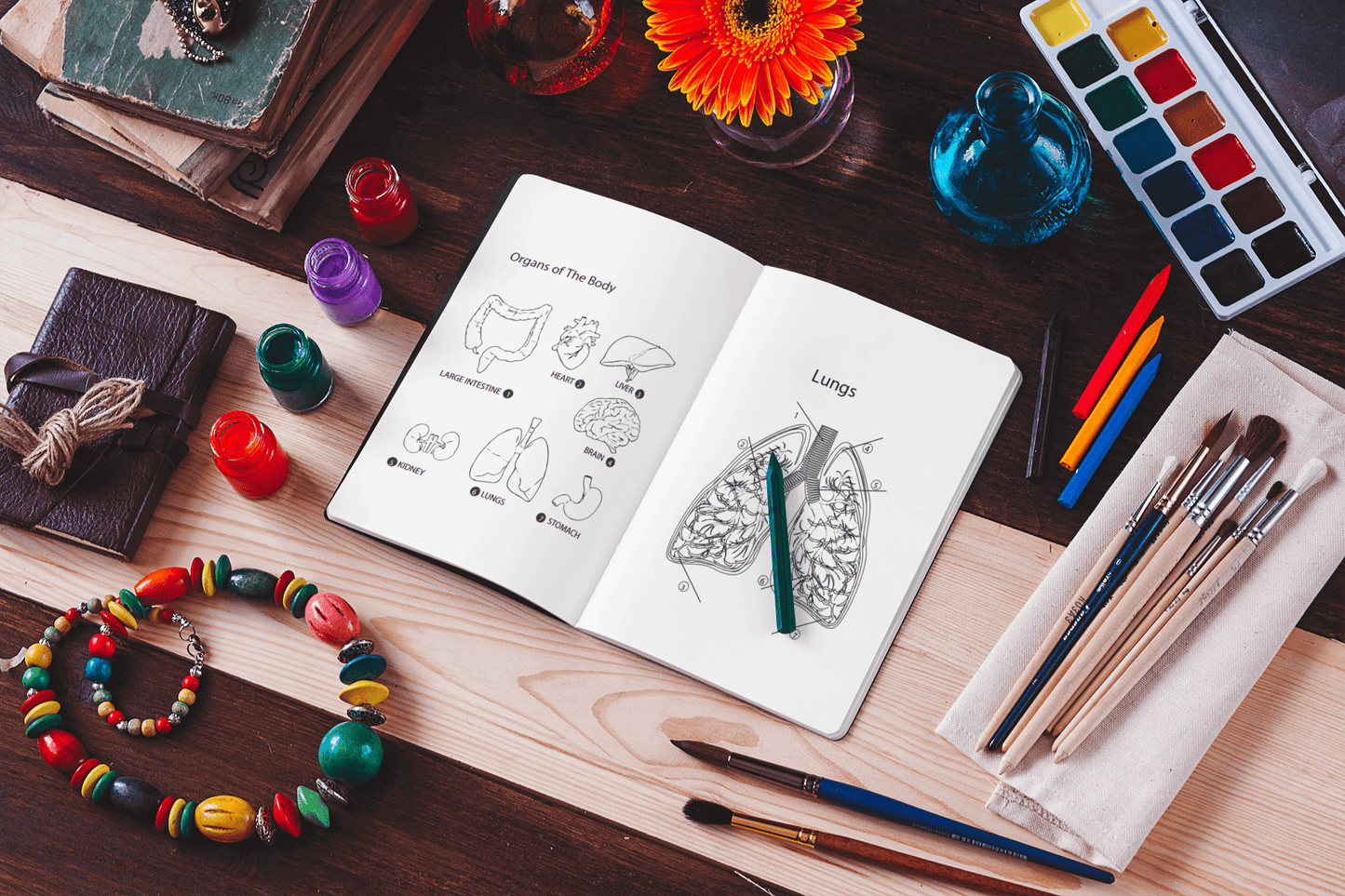 Open anatomy coloring book showing body organs with colorful paint supplies and brushes on a wooden table.
