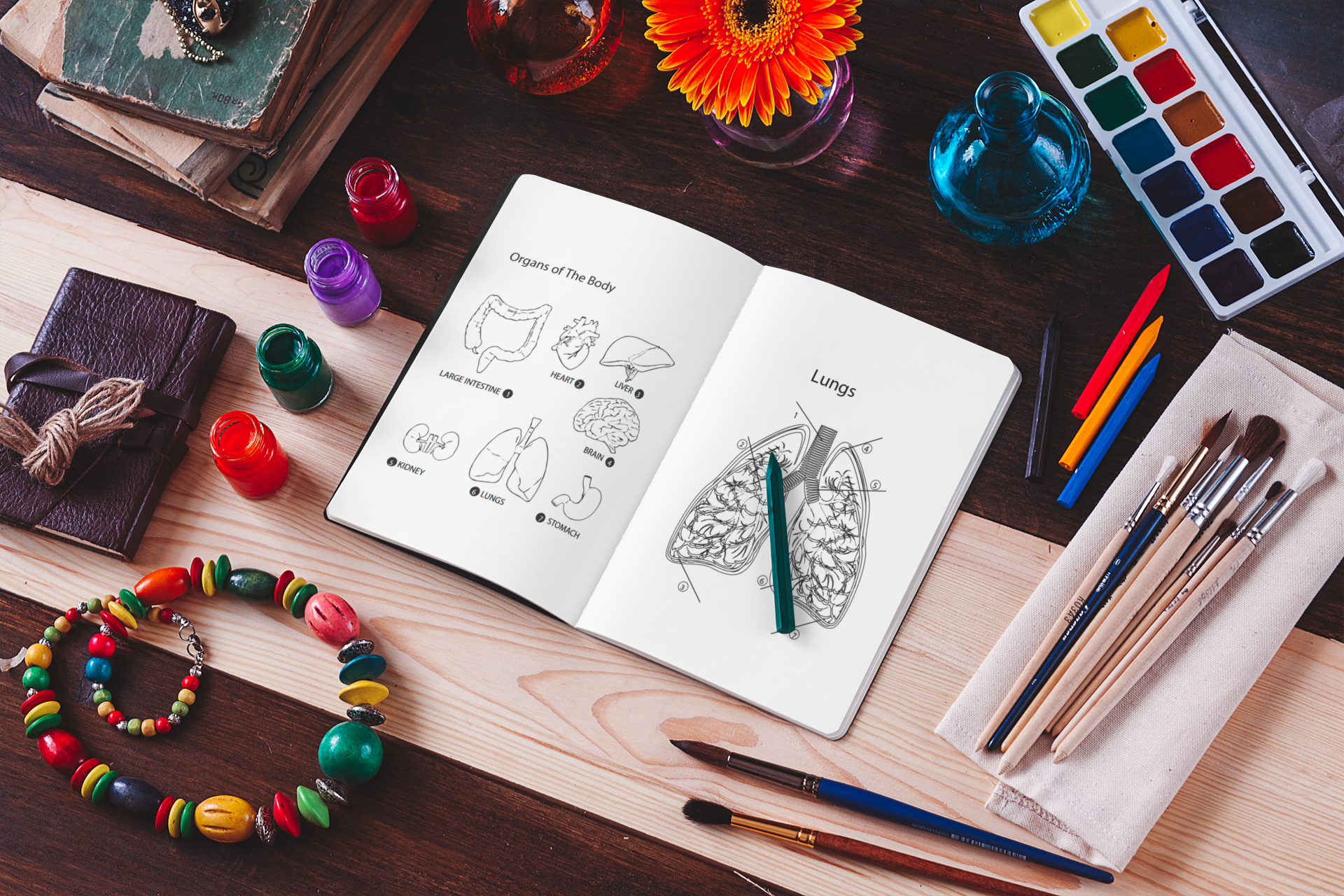 Anatomy coloring book